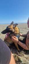 DESTINY, Hund, Malinois-Mix in Spanien - Bild 2