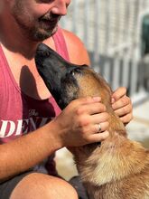 DESTINY, Hund, Malinois-Mix in Spanien - Bild 3