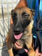 DESTINY, Hund, Malinois-Mix in Spanien - Bild 4