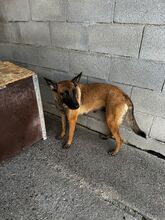 DESTINY, Hund, Malinois-Mix in Spanien - Bild 5