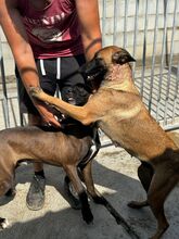 DESTINY, Hund, Malinois-Mix in Spanien - Bild 6