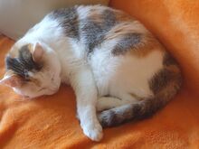 GITTA, Katze, Europäisch Kurzhaar in Berlin