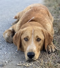 HECTOR, Hund, Mischlingshund in Griechenland - Bild 10