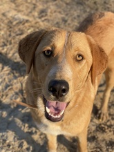 HECTOR, Hund, Mischlingshund in Griechenland - Bild 2