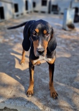 JOKER, Hund, Mischlingshund in Griechenland - Bild 2