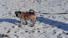 TIC, Hund, Mischlingshund in Calden - Bild 7