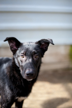 SEBASTIAN, Hund, Mischlingshund in Rumänien