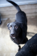 SEBASTIAN, Hund, Mischlingshund in Rumänien - Bild 5