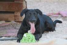 WATSON, Hund, Mischlingshund in Griechenland - Bild 3