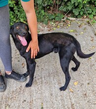 SAMU, Hund, Terrier-Mix in Ungarn - Bild 2