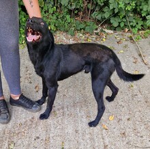 SAMU, Hund, Terrier-Mix in Ungarn - Bild 3