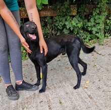 SAMU, Hund, Terrier-Mix in Ungarn - Bild 4