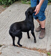 SAMU, Hund, Terrier-Mix in Ungarn - Bild 6