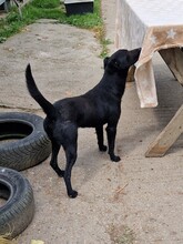 SAMU, Hund, Terrier-Mix in Ungarn - Bild 7