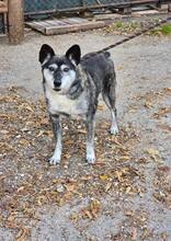 VANYA, Hund, Mischlingshund in Bulgarien - Bild 2