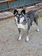 VANYA, Hund, Mischlingshund in Bulgarien - Bild 4