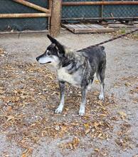 VANYA, Hund, Mischlingshund in Bulgarien - Bild 5