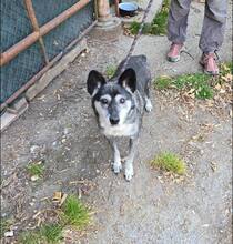 VANYA, Hund, Mischlingshund in Bulgarien - Bild 6