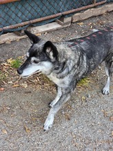 VANYA, Hund, Mischlingshund in Bulgarien - Bild 9