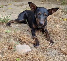 SARA, Hund, Pinscher-Mix in Ungarn - Bild 1