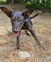 SARA, Hund, Pinscher-Mix in Ungarn - Bild 2