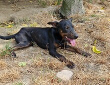 SARA, Hund, Pinscher-Mix in Ungarn - Bild 3