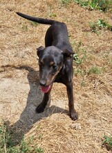 SARA, Hund, Pinscher-Mix in Ungarn - Bild 6