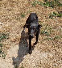 SARA, Hund, Pinscher-Mix in Ungarn - Bild 7