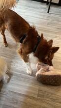 ALADIN, Hund, Mischlingshund in Beckingen - Bild 5