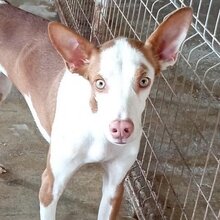 CARAMELO, Hund, Mischlingshund in Spanien