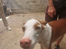 CARAMELO, Hund, Podenco-Mix in Bremerhaven