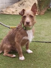 YACO, Hund, Podenco-Mix in Spanien