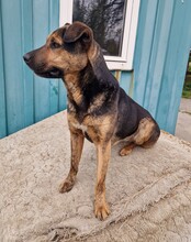 SUSO, Hund, Labrador-Deutscher Schäferhund-Mix in Ungarn - Bild 10