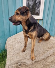 SUSO, Hund, Labrador-Deutscher Schäferhund-Mix in Ungarn - Bild 11