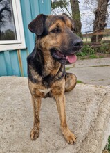 SUSO, Hund, Labrador-Deutscher Schäferhund-Mix in Ungarn - Bild 12