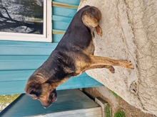 SUSO, Hund, Labrador-Deutscher Schäferhund-Mix in Ungarn - Bild 13
