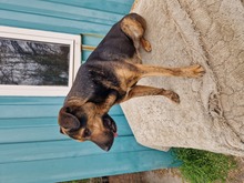 SUSO, Hund, Labrador-Deutscher Schäferhund-Mix in Ungarn - Bild 14
