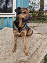 SUSO, Hund, Labrador-Deutscher Schäferhund-Mix in Ungarn - Bild 7