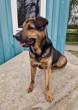 SUSO, Hund, Labrador-Deutscher Schäferhund-Mix in Ungarn - Bild 8