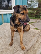 SUSO, Hund, Labrador-Deutscher Schäferhund-Mix in Ungarn - Bild 9