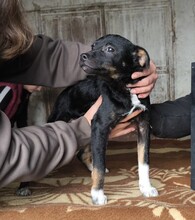 BILUX, Hund, Chihuahua-Mix in Kirkel - Bild 6