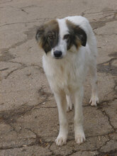 TOFFI, Hund, Mischlingshund in Bulgarien - Bild 1