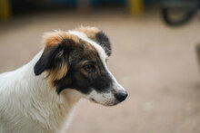 TOFFI, Hund, Mischlingshund in Bulgarien - Bild 10