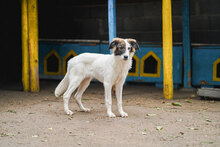 TOFFI, Hund, Mischlingshund in Bulgarien - Bild 11