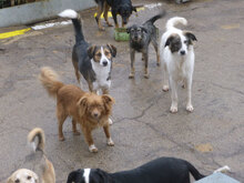 TOFFI, Hund, Mischlingshund in Bulgarien - Bild 12