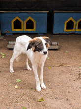 TOFFI, Hund, Mischlingshund in Bulgarien - Bild 13