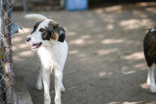 TOFFI, Hund, Mischlingshund in Bulgarien - Bild 14