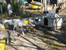 TOFFI, Hund, Mischlingshund in Bulgarien - Bild 15