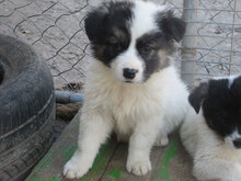 TOFFI, Hund, Mischlingshund in Bulgarien - Bild 16