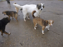 TOFFI, Hund, Mischlingshund in Bulgarien - Bild 17